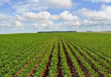Área plantada com soja cresce 118% em Santarém, revela estudo