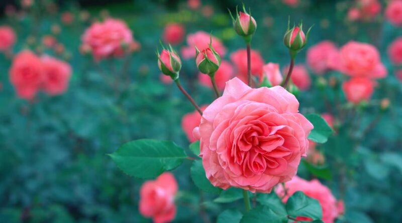 pink petaled flowers