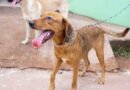 Castração de cães e gatos será realizada de forma gratuita em Macapá