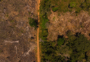 El Niño forte ameaça ampliar seca na Amazônia até 2027