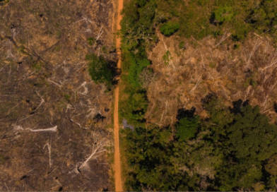 El Niño forte ameaça ampliar seca na Amazônia até 2027