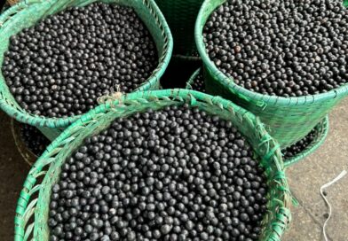 Pesquisa detalha riqueza nutricional de 19 frutos brasileiros