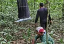 Expedição monitora borboletas, aves e mamíferos na Reserva do Rio Iratapuru
