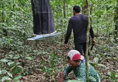 Expedição monitora borboletas, aves e mamíferos na Reserva do Rio Iratapuru